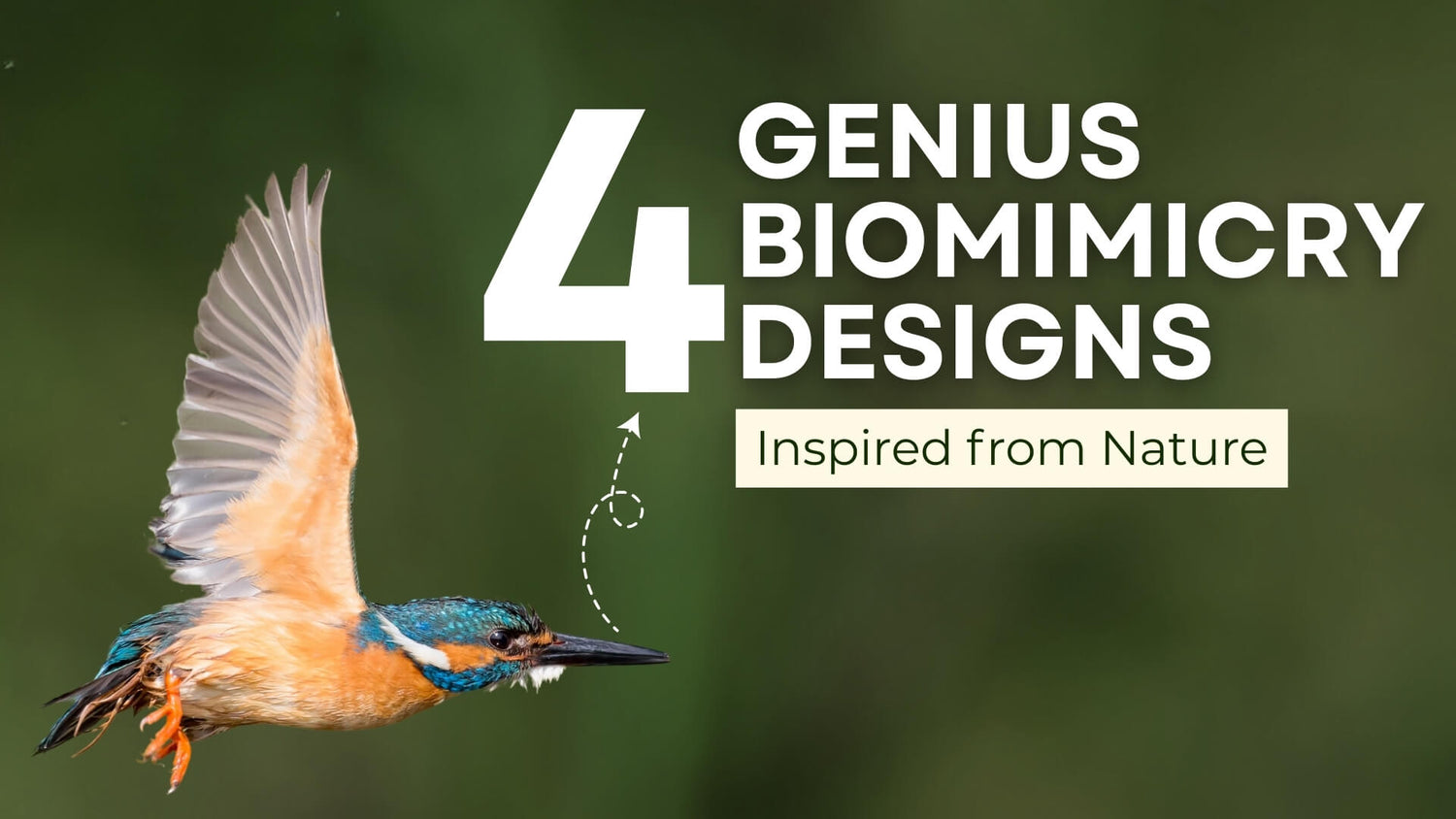 4 Genius Biomimicry Designs Inspired from Nature