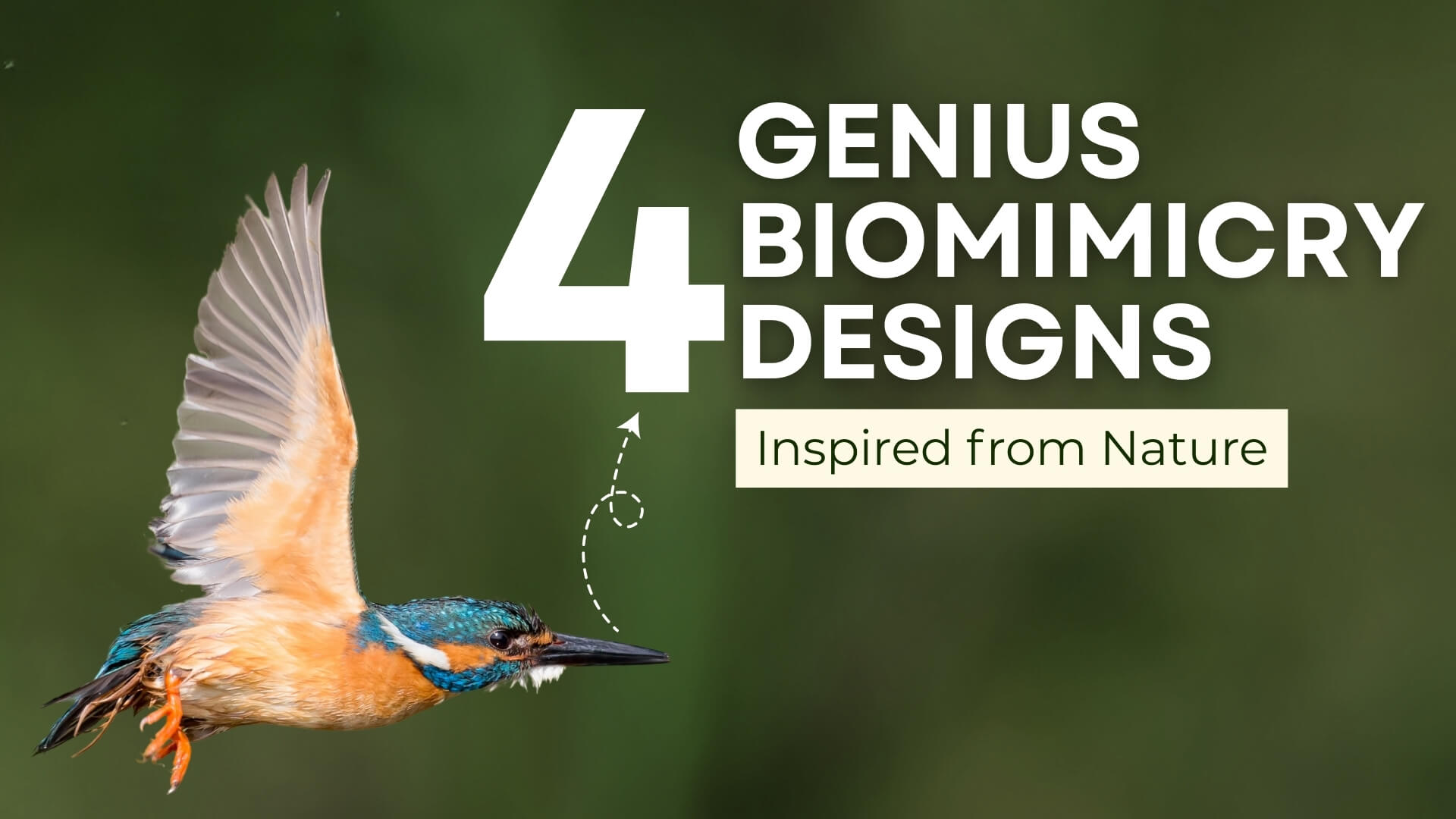4 Genius Biomimicry Designs Inspired from Nature