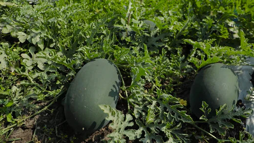 Sowing the Seeds of Growth: Jayappa's Journey with Jiva Devices to Grow Bigger Watermelons