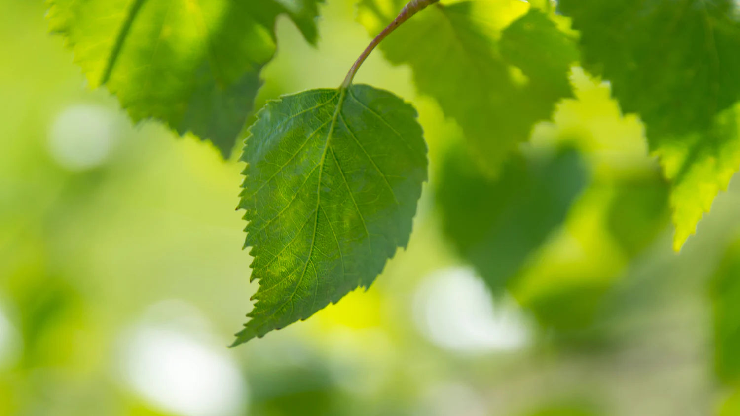 Impact on Plant Leaves